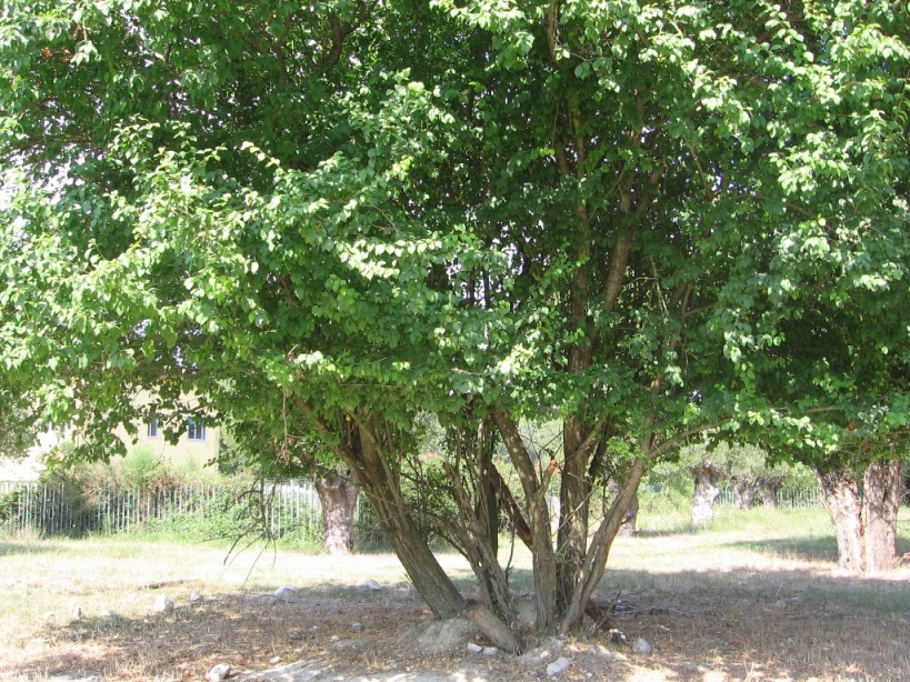 Identificazione albero!!!